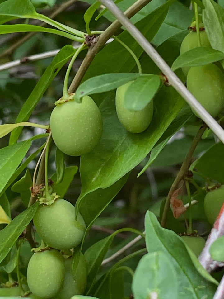 cherry prinsepia bush, Prinsepia sinensis an unusual shrub with tiny hooked thorns hidden in the branches, and a sour, image 1 of 3