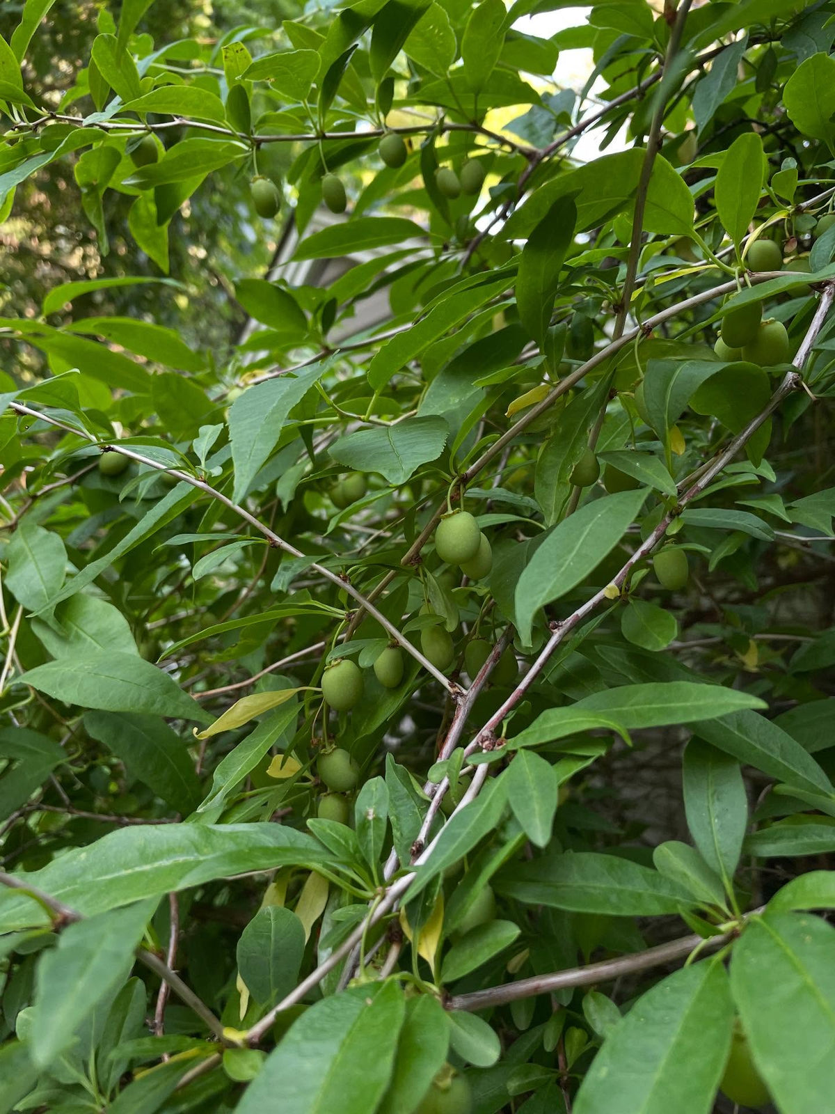 cherry prinsepia bush, Prinsepia sinensis an unusual shrub with tiny hooked thorns hidden in the branches, and a sour, image 3 of 3