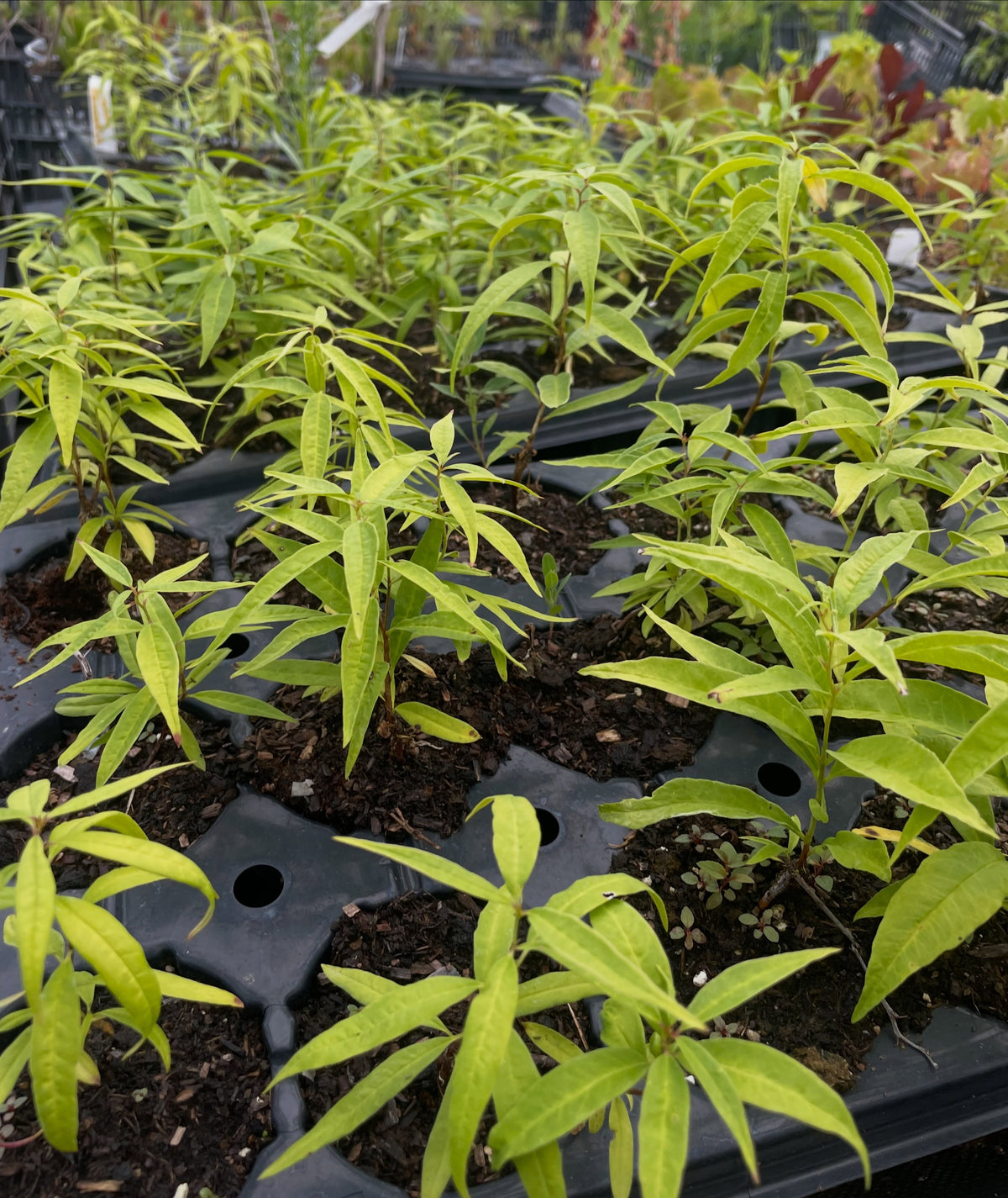 Second year cherry prinsepia seedlings, image 1 of 5