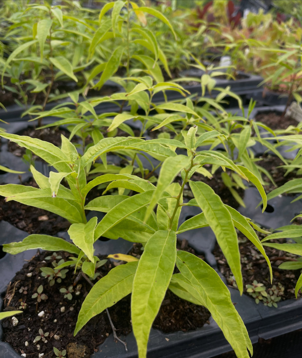Second year cherry prinsepia seedlings, image 2 of 5