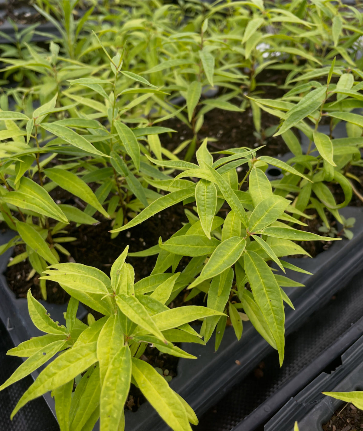 Second year cherry prinsepia seedlings, image 3 of 5