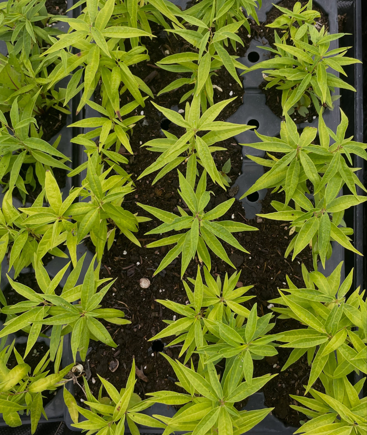 Second year cherry prinsepia seedlings, image 4 of 5