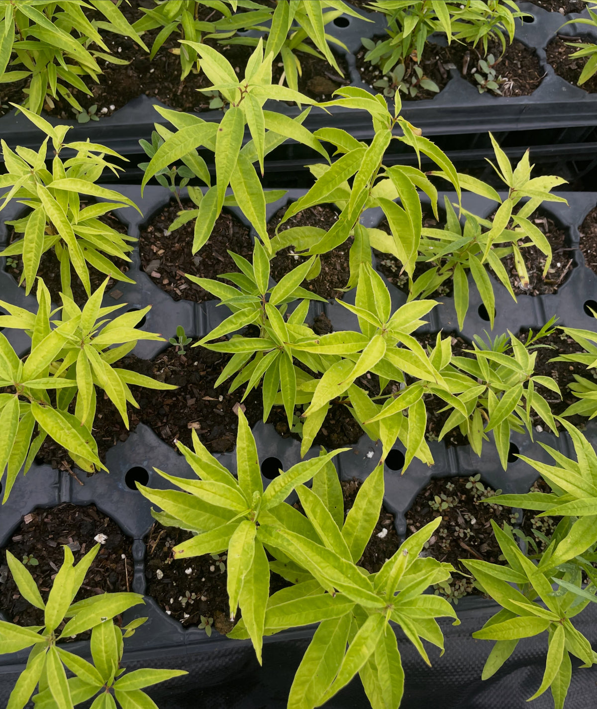 Second year cherry prinsepia seedlings, image 5 of 5