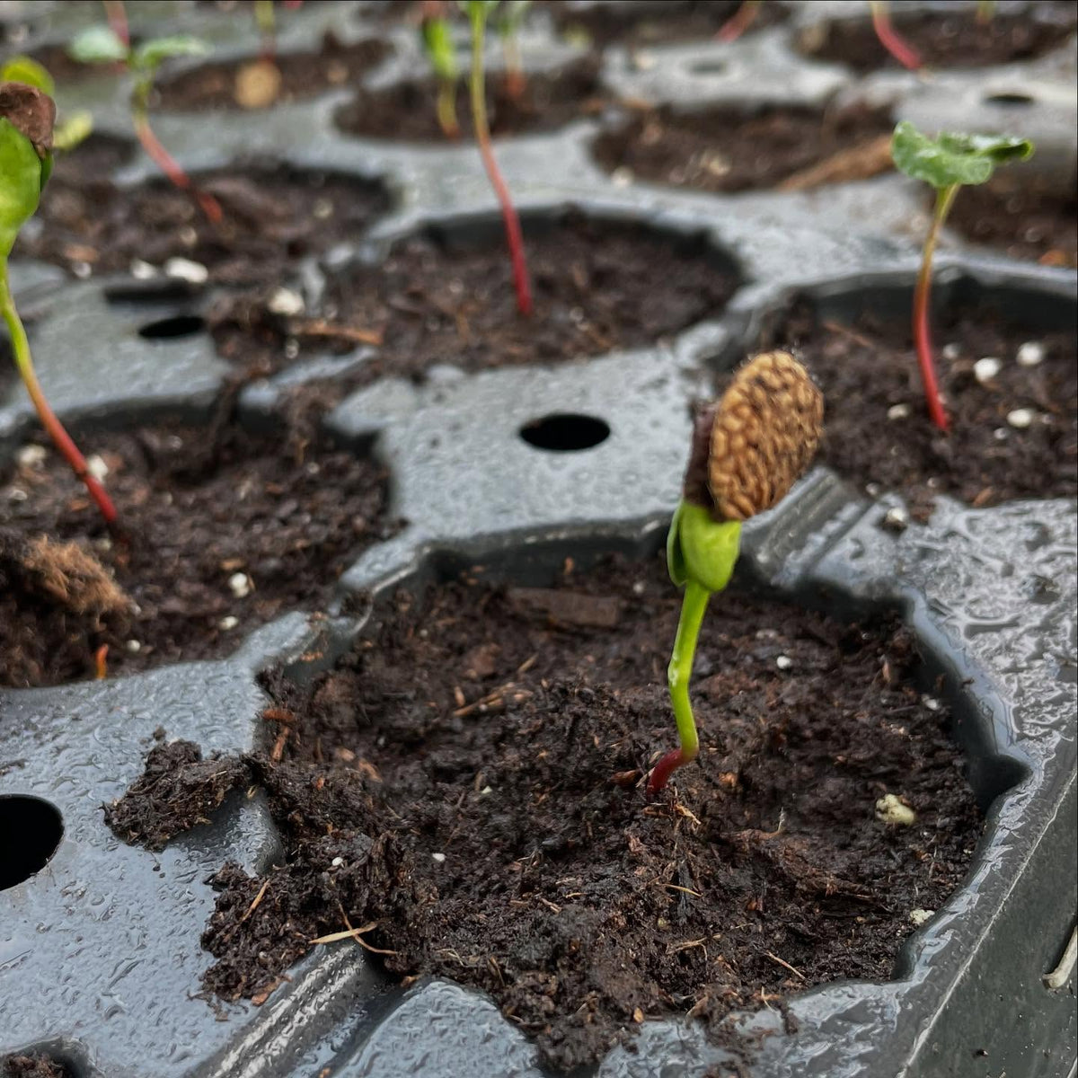 cherry prinsepia seedlings with their trypophobic seeds, image 1 of 3