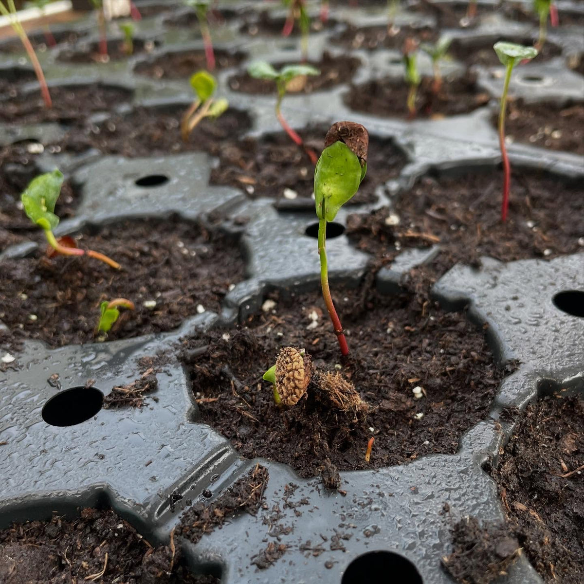 cherry prinsepia seedlings with their trypophobic seeds, image 2 of 3
