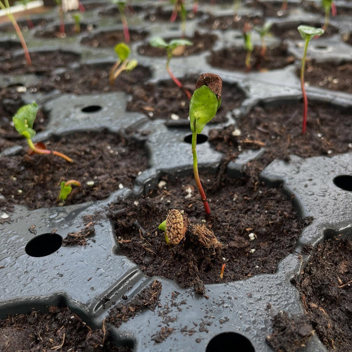cherry prinsepia seedlings with their trypophobic seeds, image 2 of 3