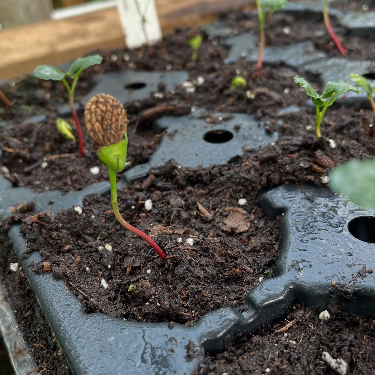 cherry prinsepia seedlings with their trypophobic seeds, image 3 of 3