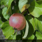 Chestnut Crabapple Tree