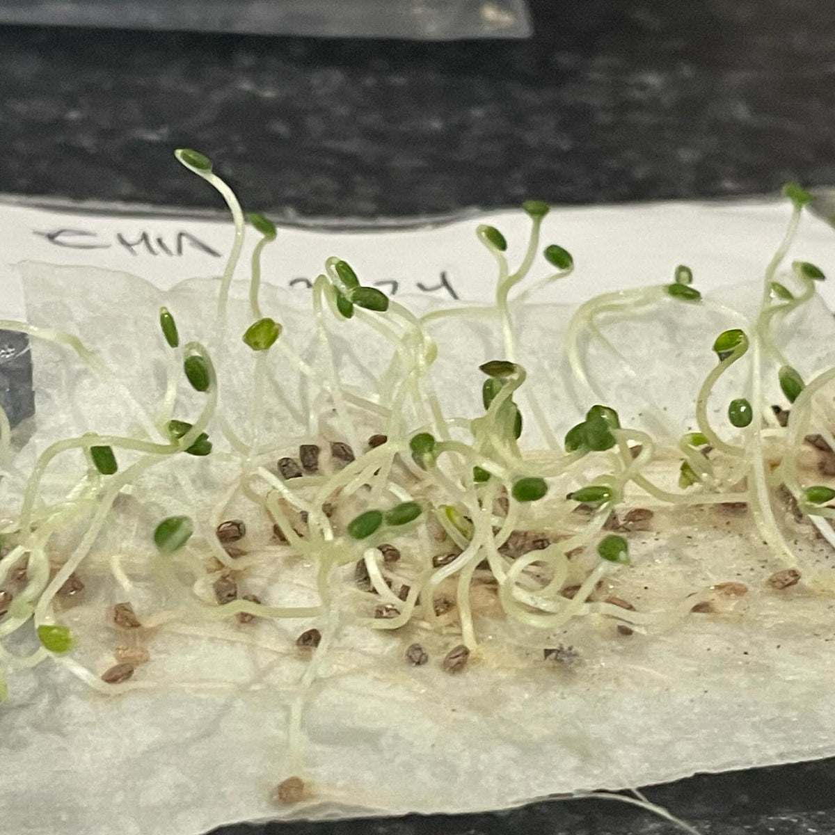 chia seed from the bulk food store