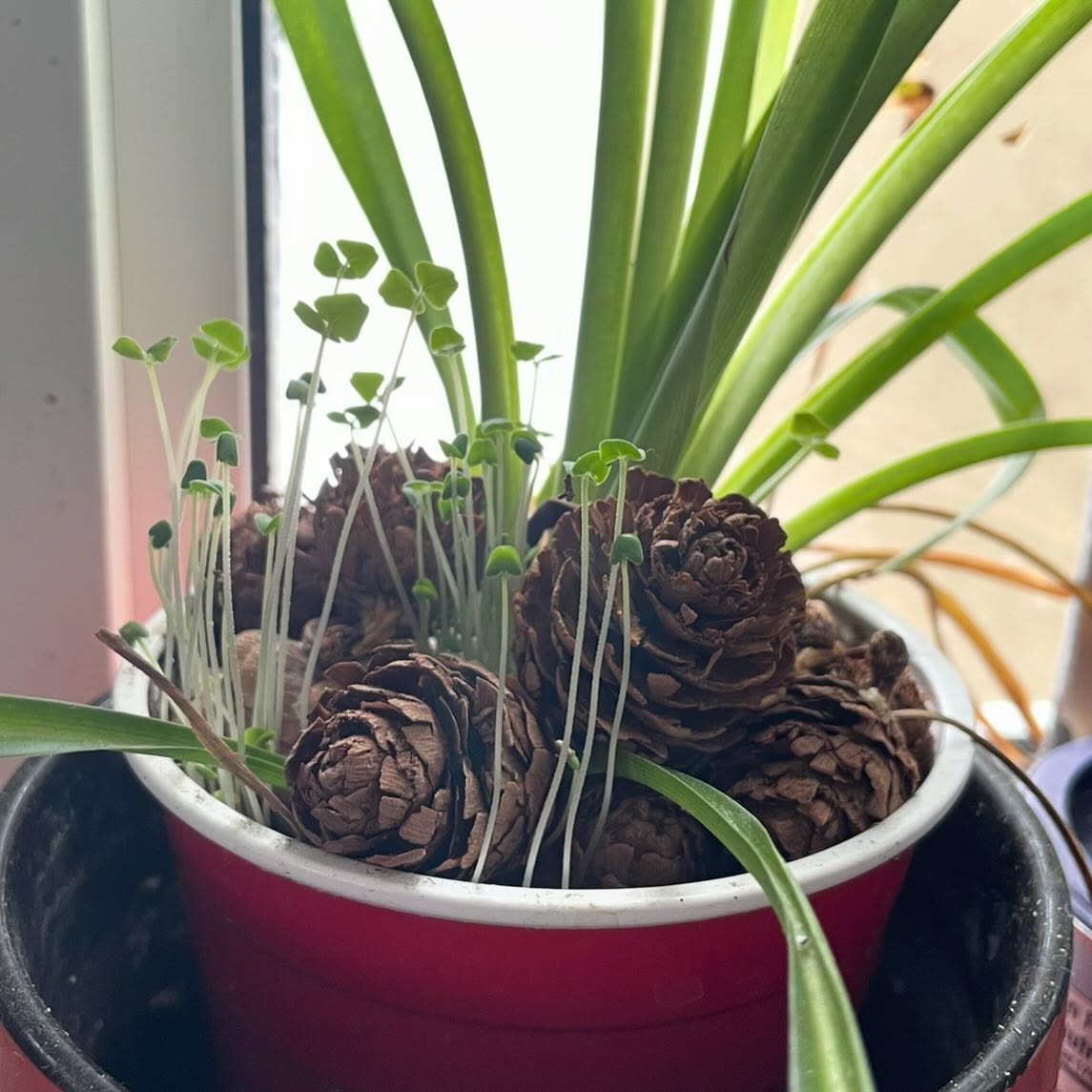 chia seeds as “indicators” for watering