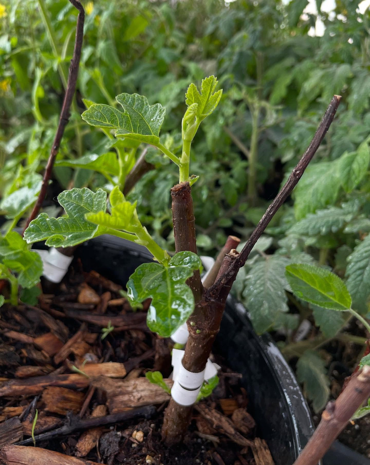 chicago hardy fig, overwintered in our root cellar, image 1 of 2