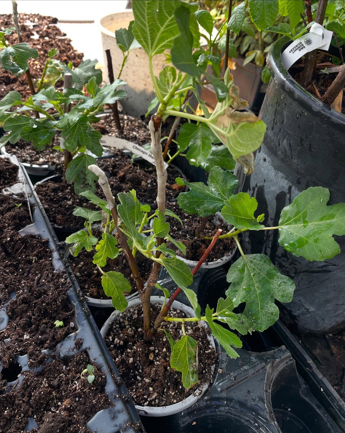 chicago hardy fig, overwintered in our root cellar, image 2 of 2