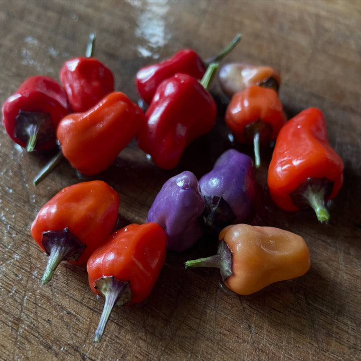 chinese five color peppers, image 1 of 2