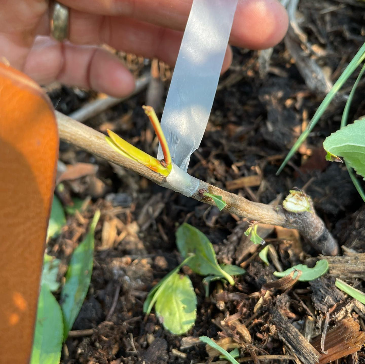 chip budding apricots hardy to zone 3 -40C, image 1 of 4
