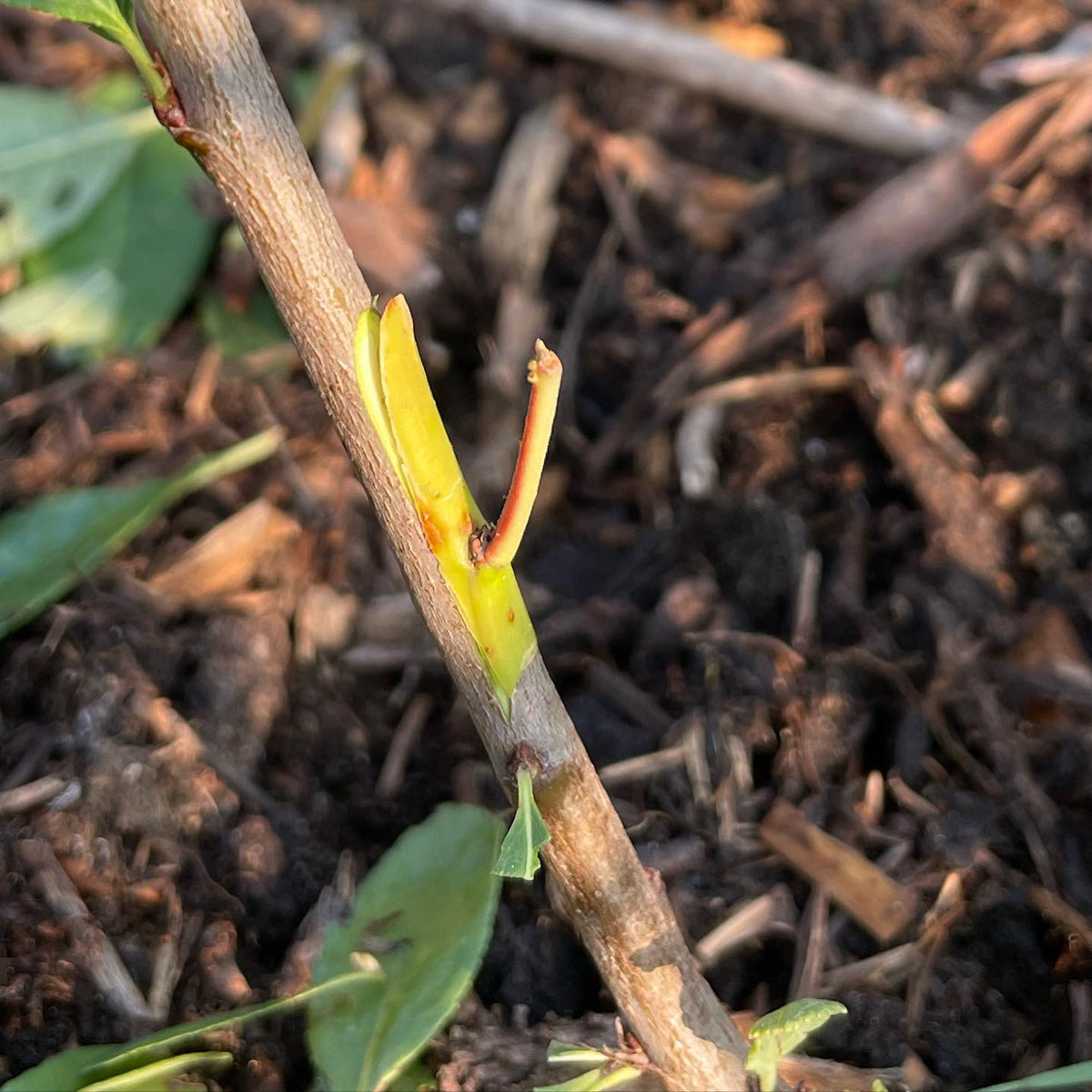 chip budding apricots hardy to zone 3 -40C, image 2 of 4