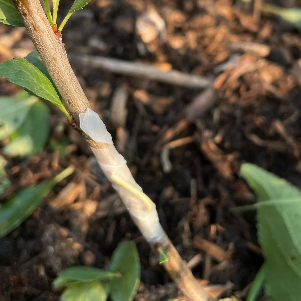 chip budding apricots hardy to zone 3 -40C, image 3 of 4