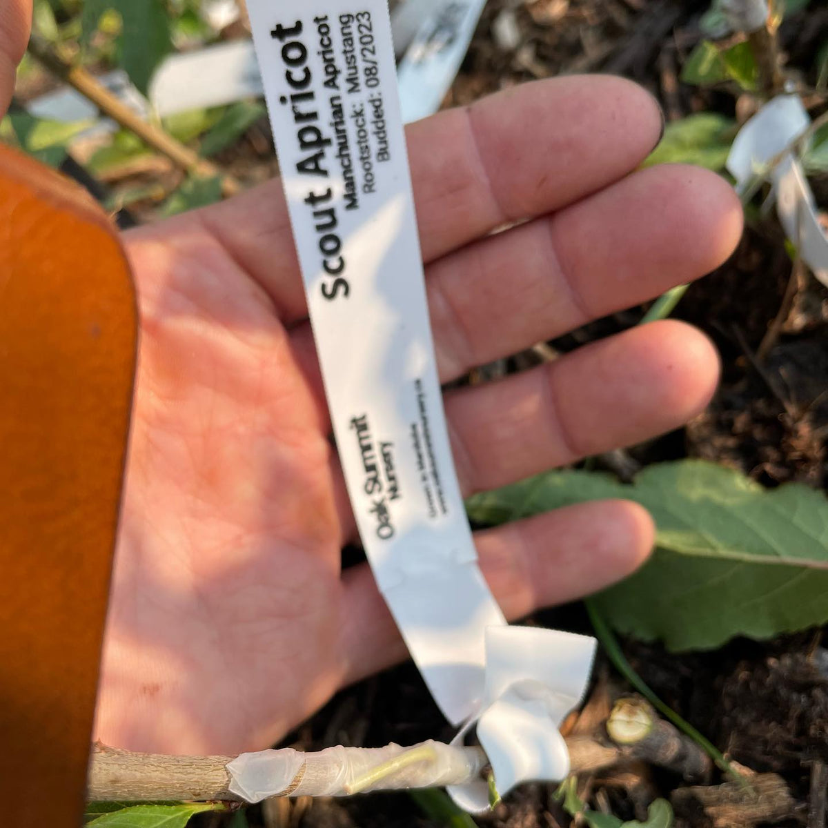 chip budding apricots hardy to zone 3 -40C, image 4 of 4