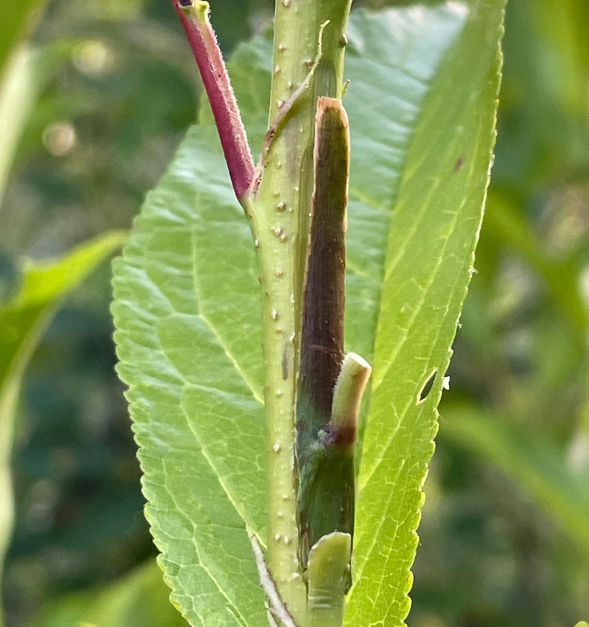 chip budding plums, image 1 of 3