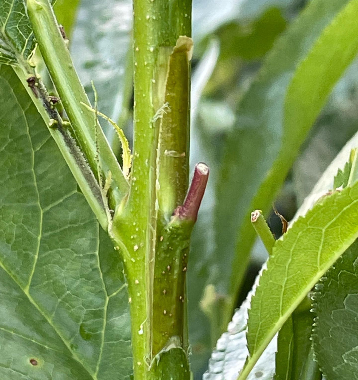 chip budding plums, image 2 of 3