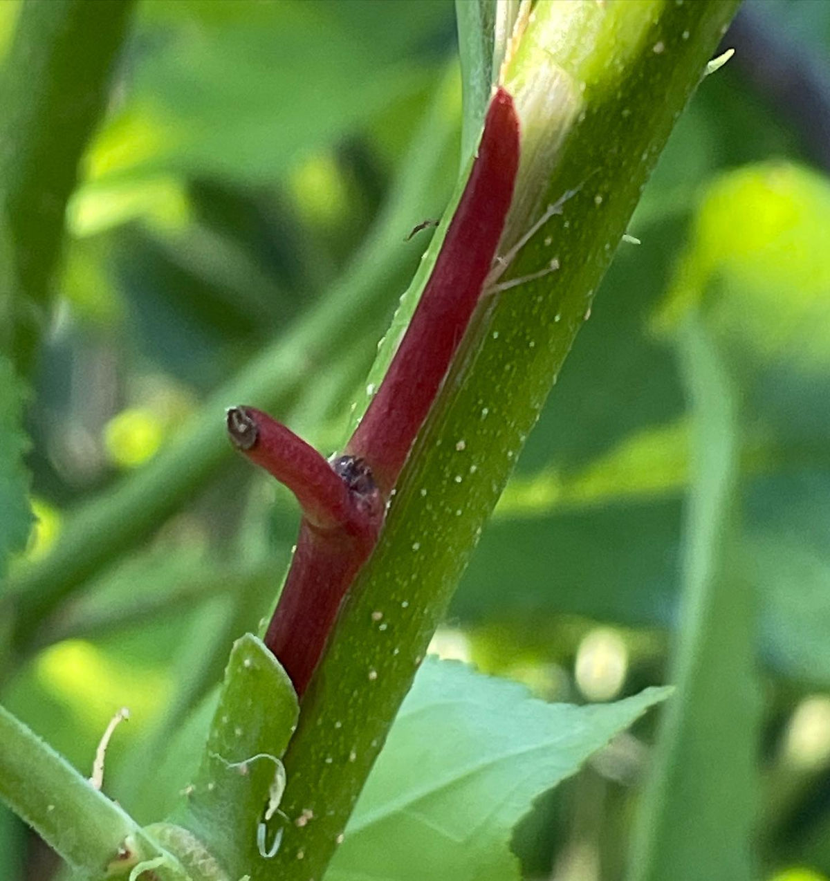 chip budding plums, image 3 of 3