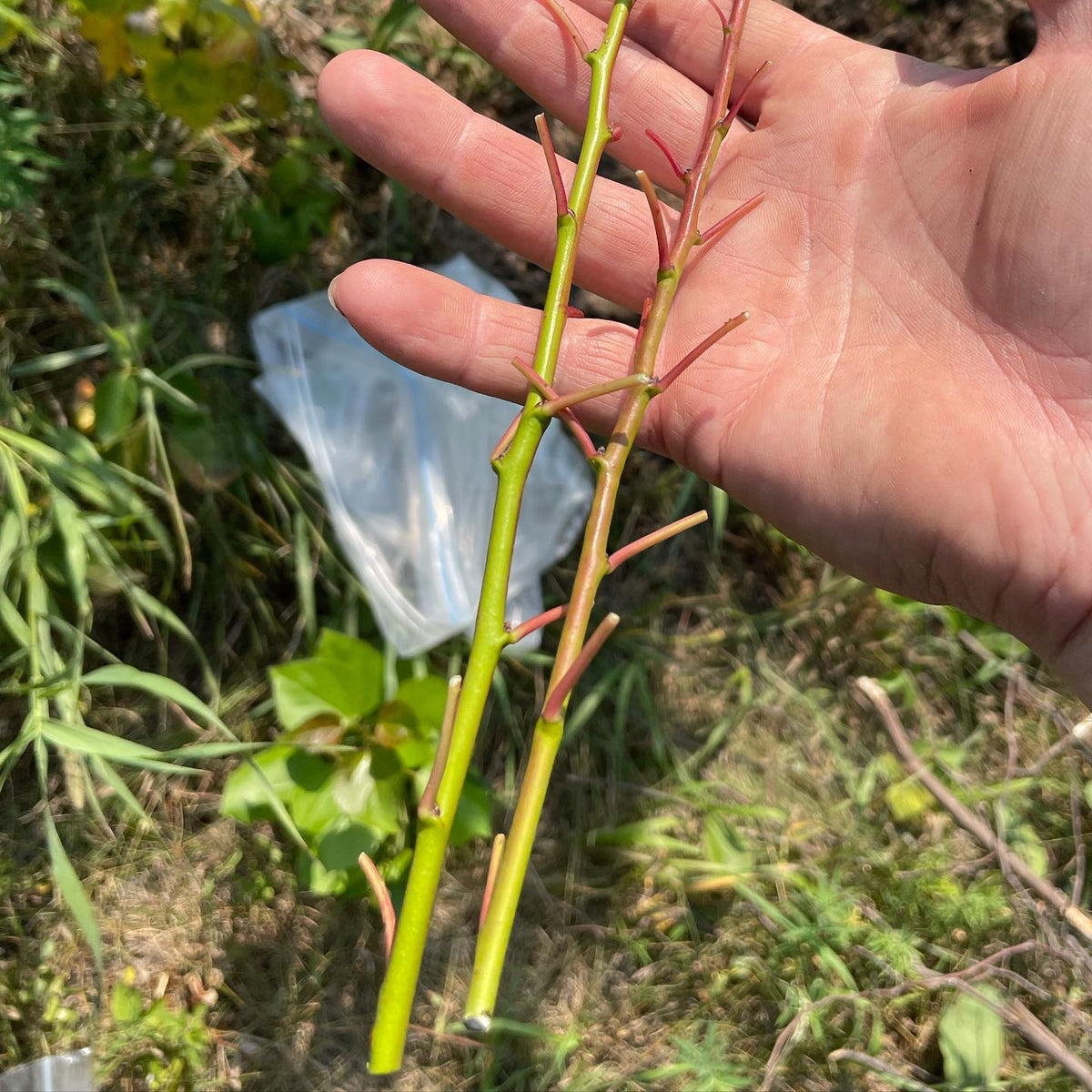 chip budding this weekend, plums and apricots, image 1 of 2
