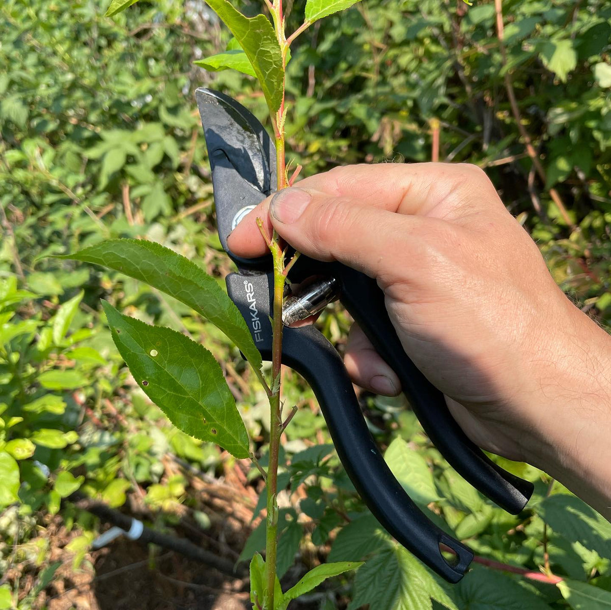 chip budding this weekend, plums and apricots, image 2 of 2