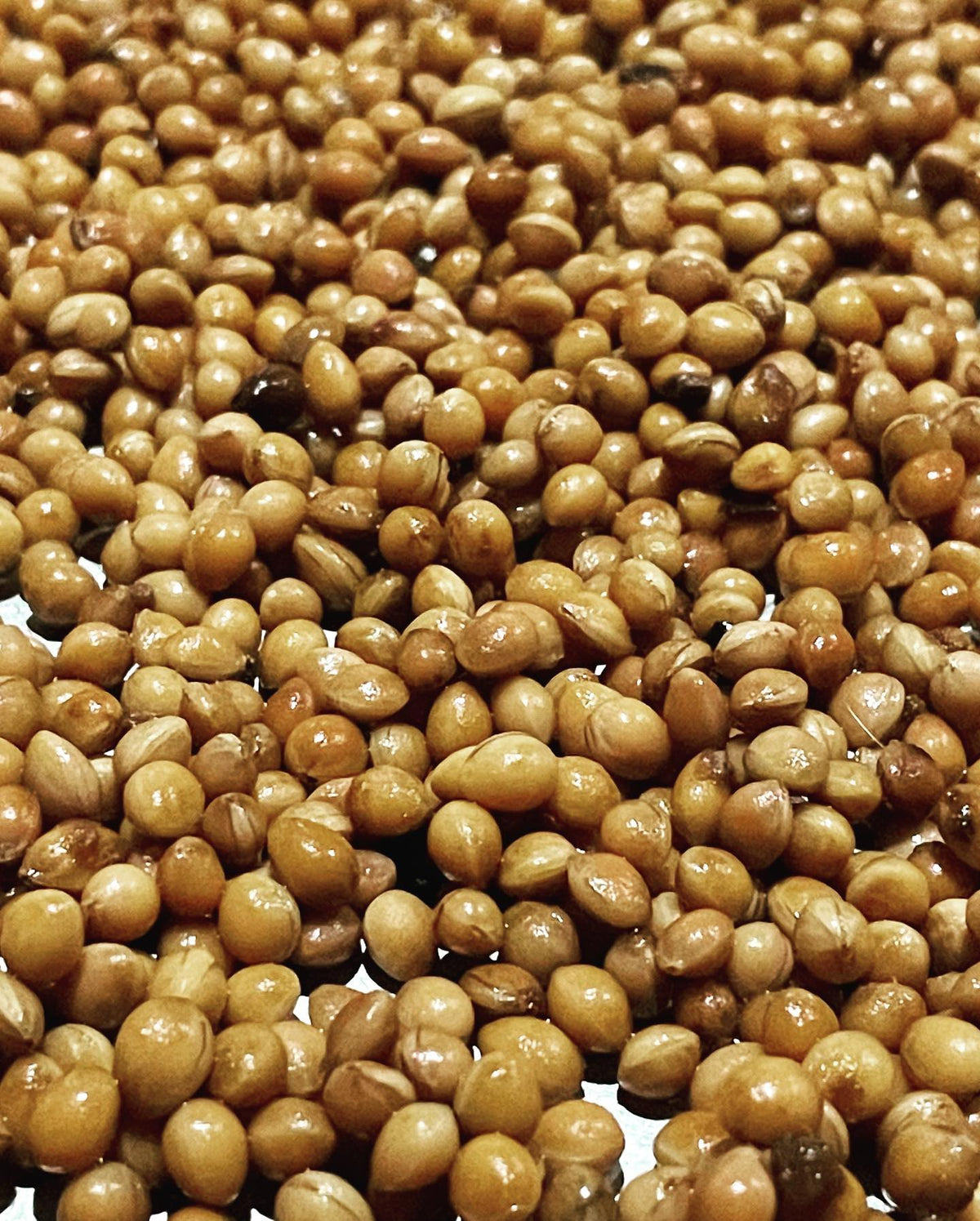 choke cherry / prunus virginiana seeds cleaned and spread out to air dry, image 2 of 2