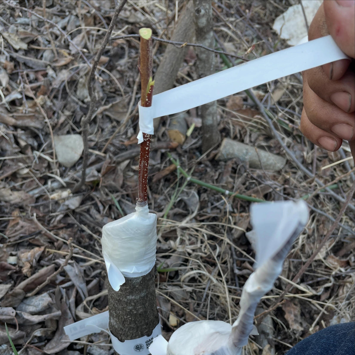 chokecherry as prunus rootstock for softwood production, image 1 of 3