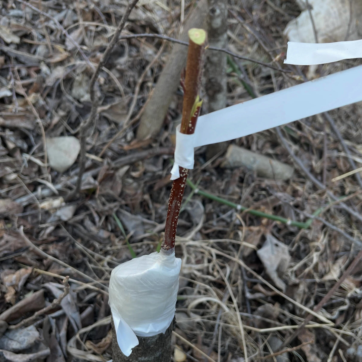 chokecherry as prunus rootstock for softwood production, image 2 of 3