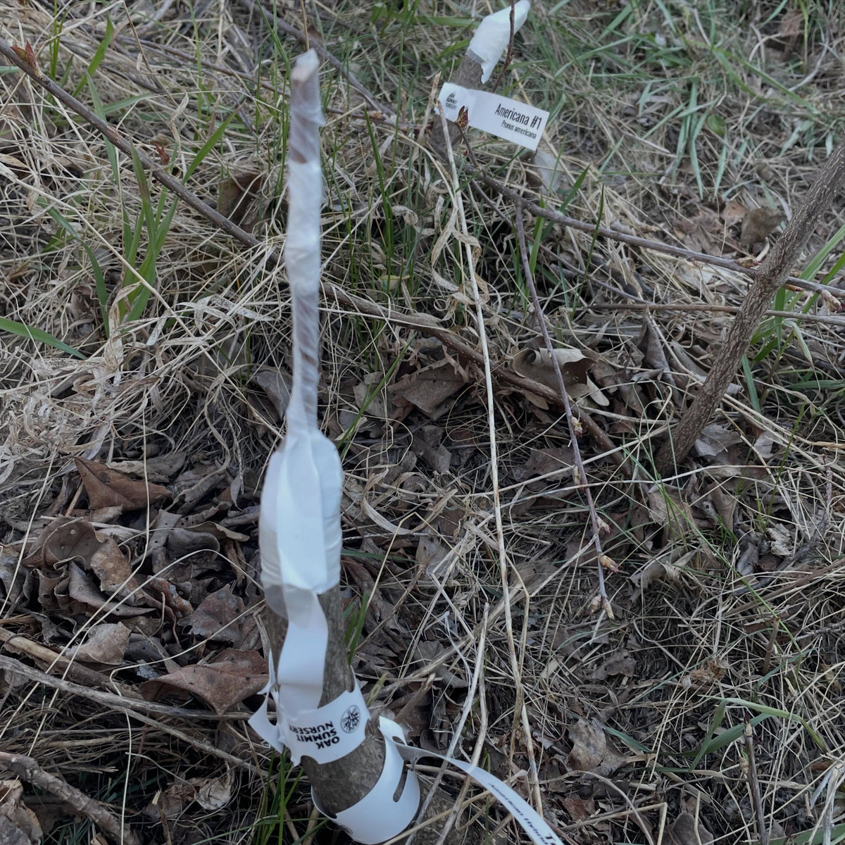 chokecherry as prunus rootstock for softwood production, image 3 of 3