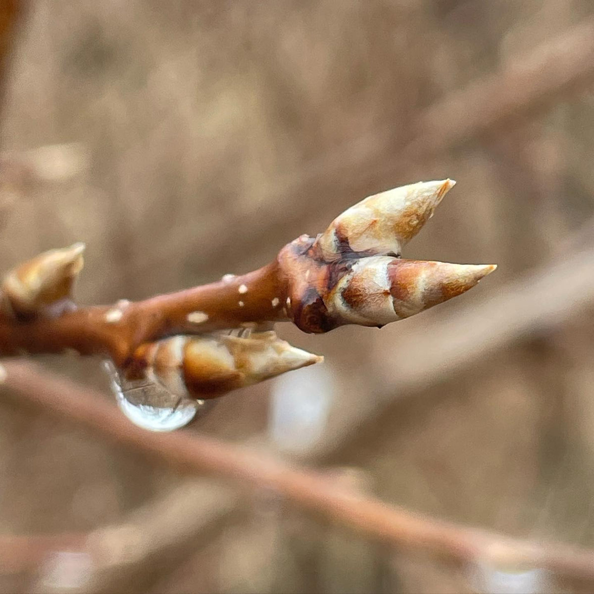 chokecherry buds started to swell today in zone 3b southern Manitoba, they’re the first trees I’ve seen start to wake up, image 1 of 3