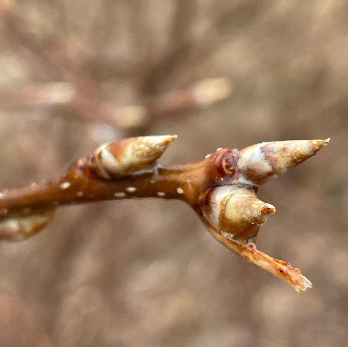 chokecherry buds started to swell today in zone 3b southern Manitoba, they’re the first trees I’ve seen start to wake up, image 2 of 3