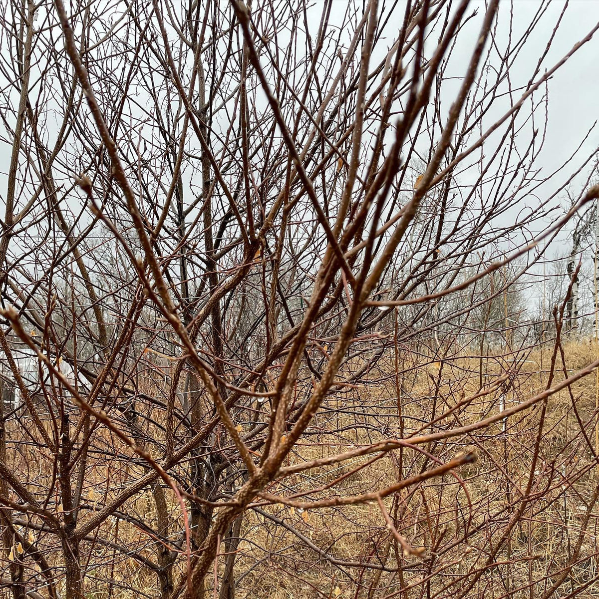 chokecherry buds started to swell today in zone 3b southern Manitoba, they’re the first trees I’ve seen start to wake up, image 3 of 3