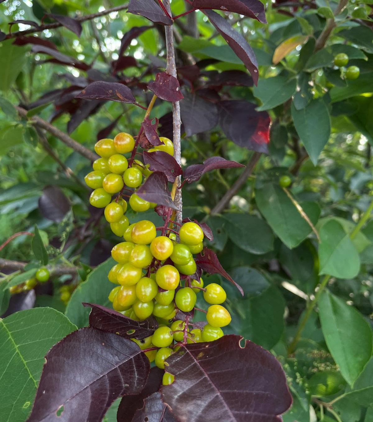 chokecherry cultivars, image 1 of 10
