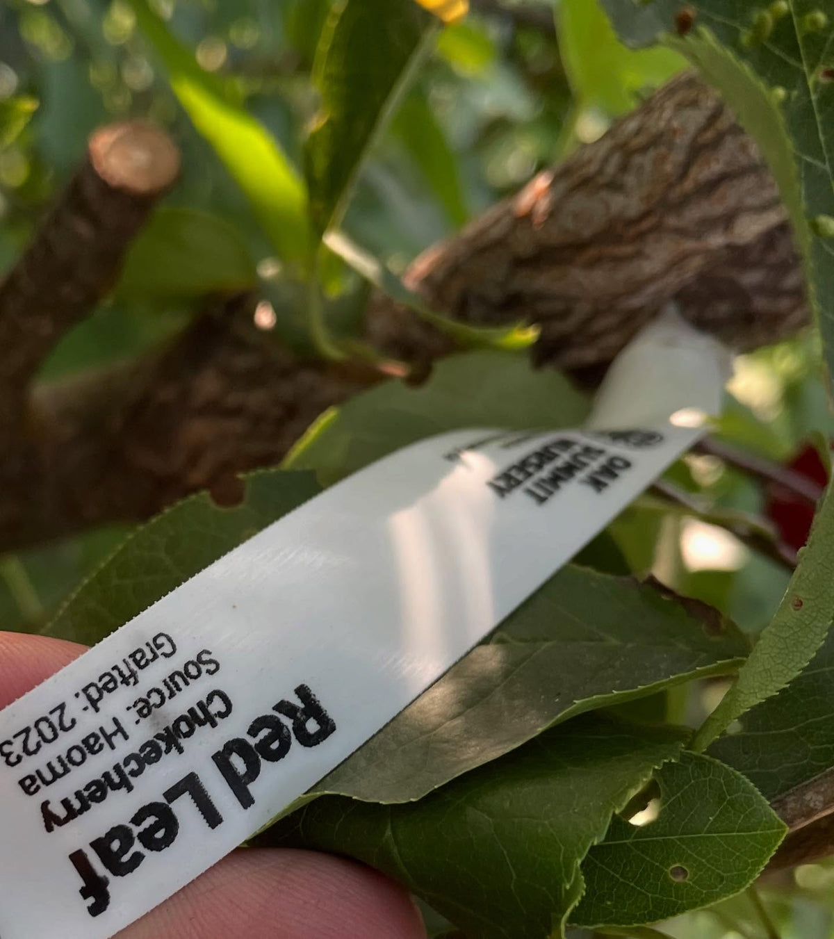 chokecherry cultivars, image 2 of 10
