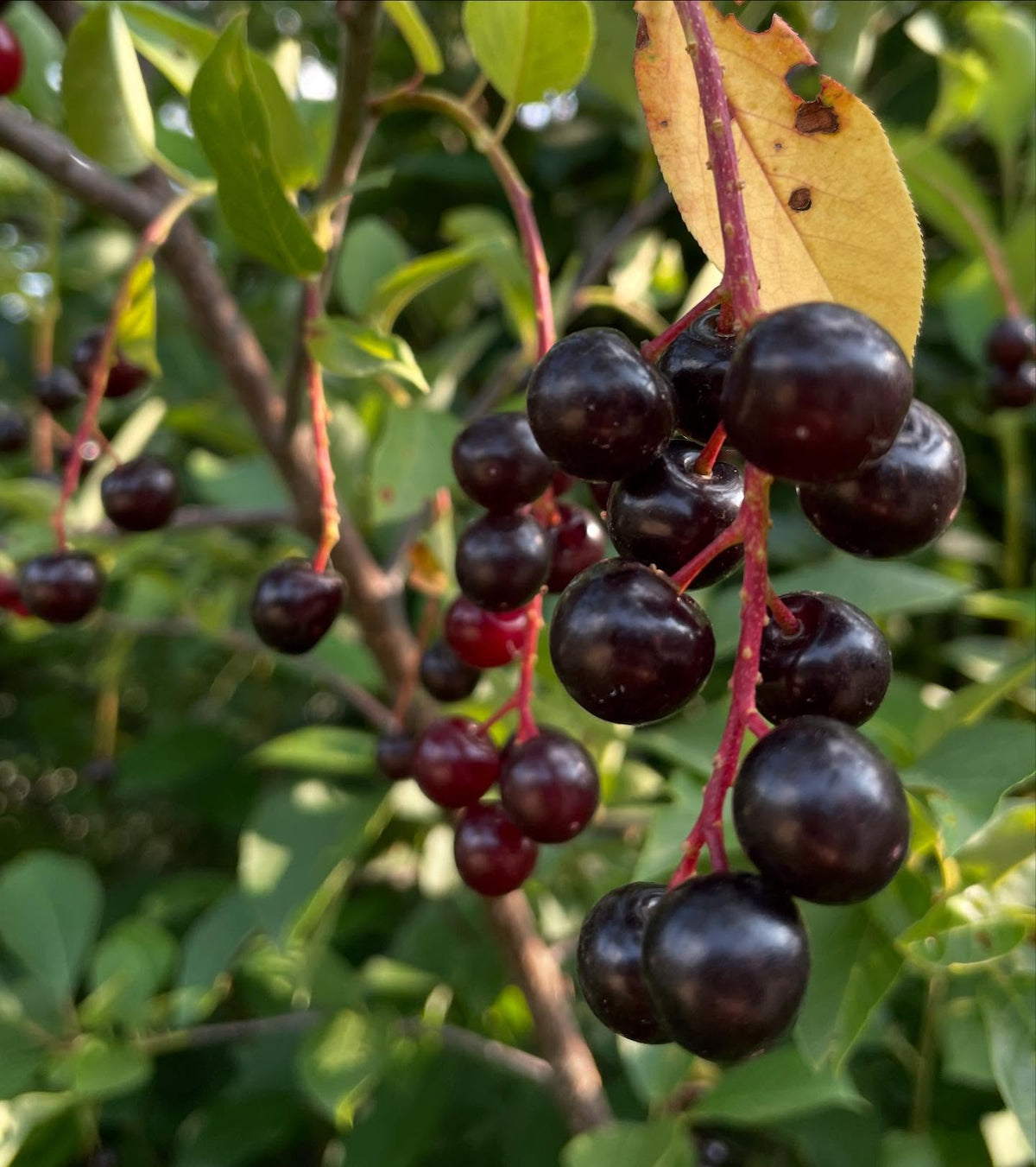 chokecherry cultivars, image 3 of 10