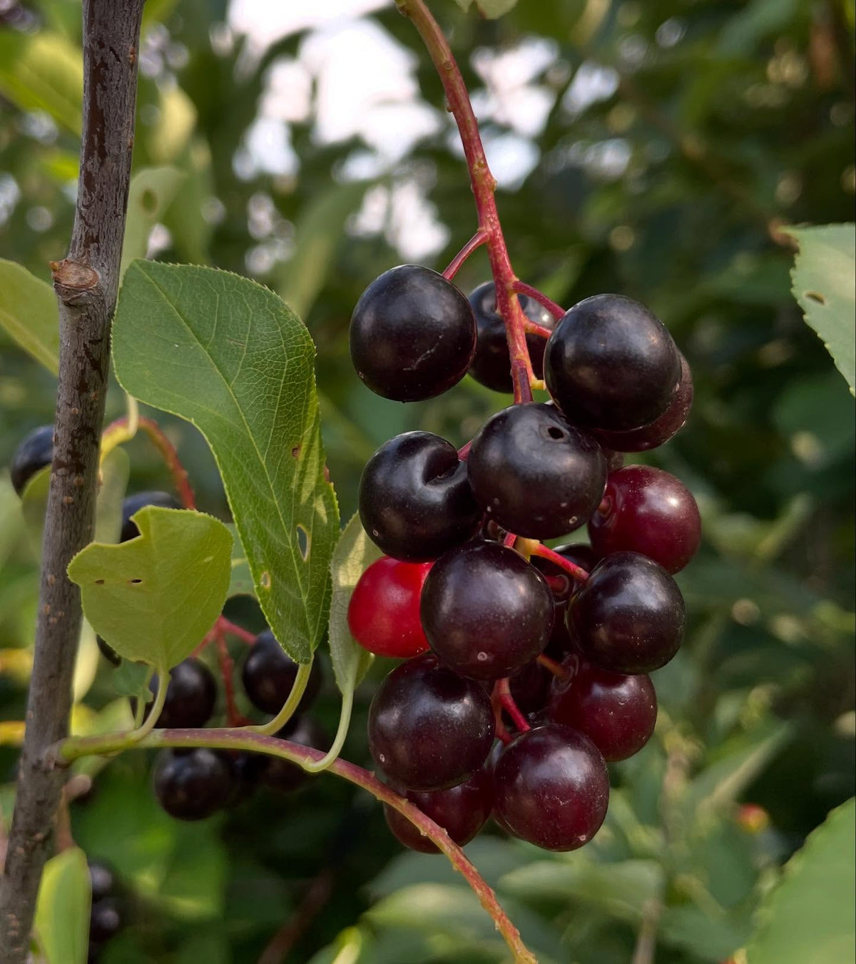 chokecherry cultivars, image 4 of 10