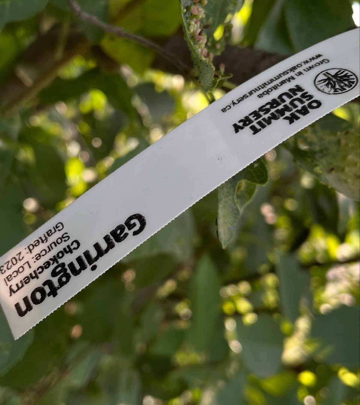 chokecherry cultivars, image 5 of 10