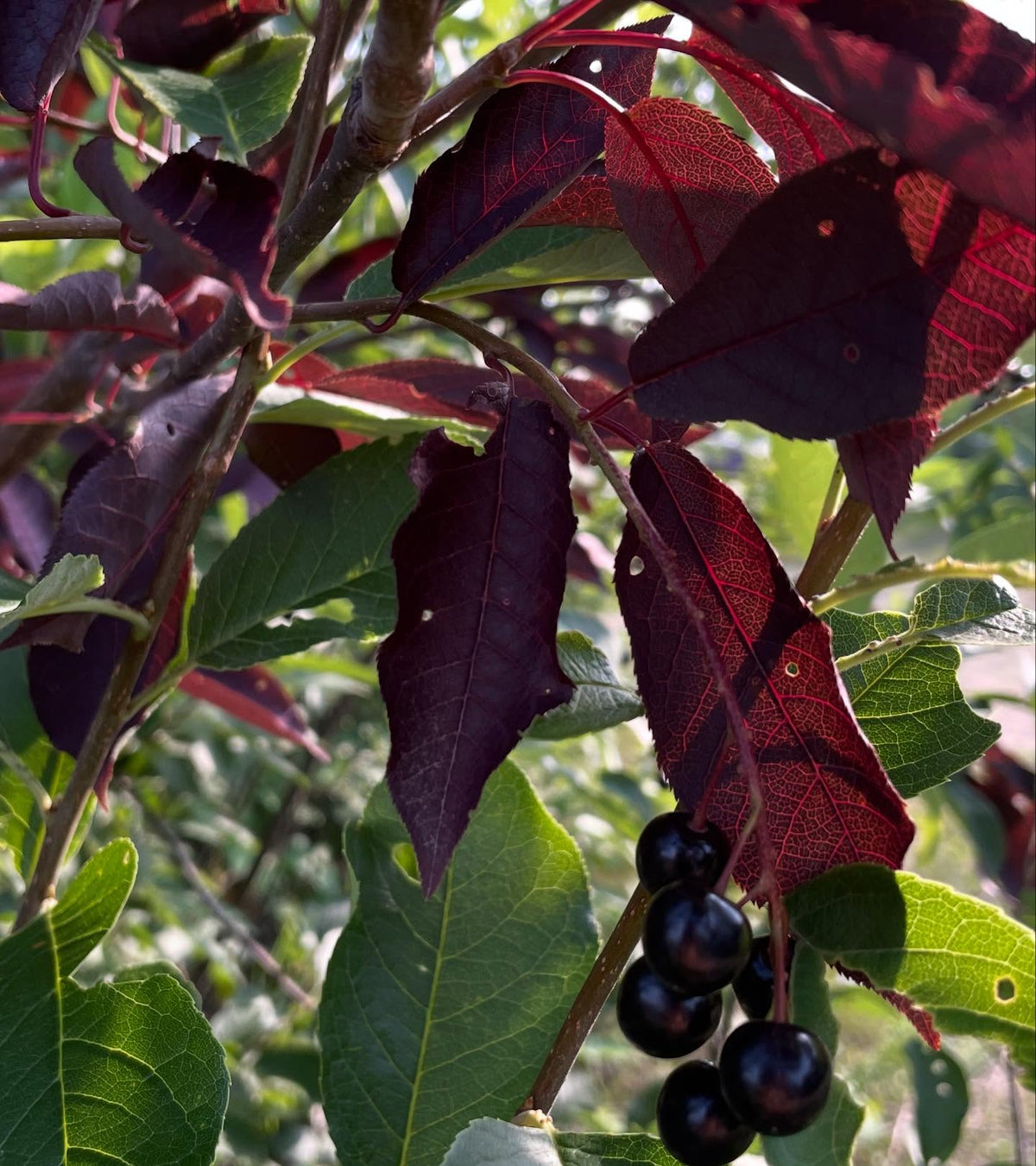 chokecherry cultivars, image 6 of 10