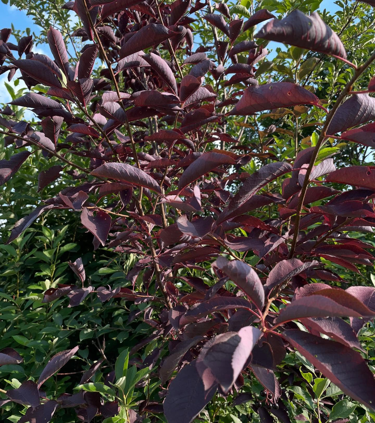 chokecherry cultivars, image 7 of 10