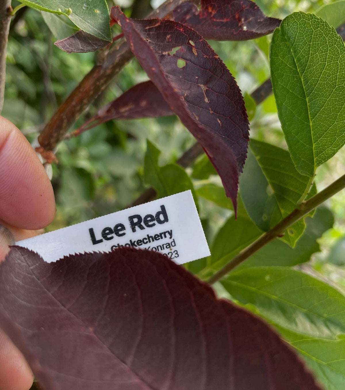 chokecherry cultivars, image 8 of 10