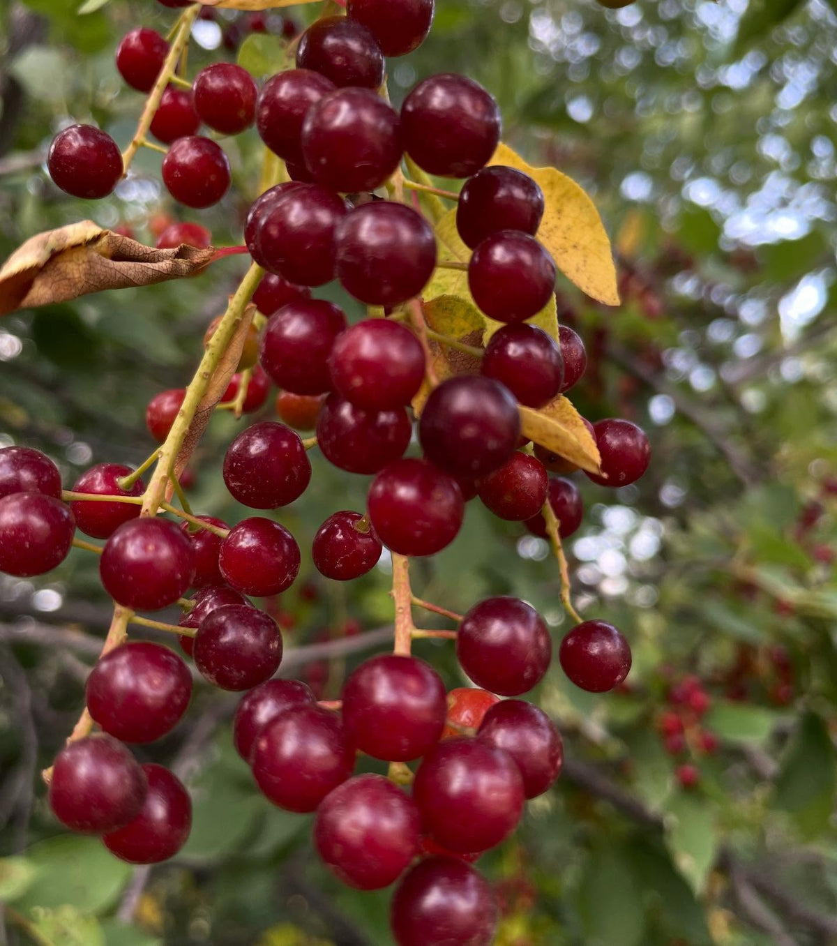 chokecherry cultivars, image 9 of 10