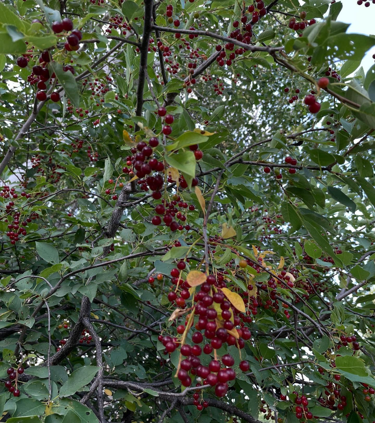 chokecherry cultivars, image 10 of 10