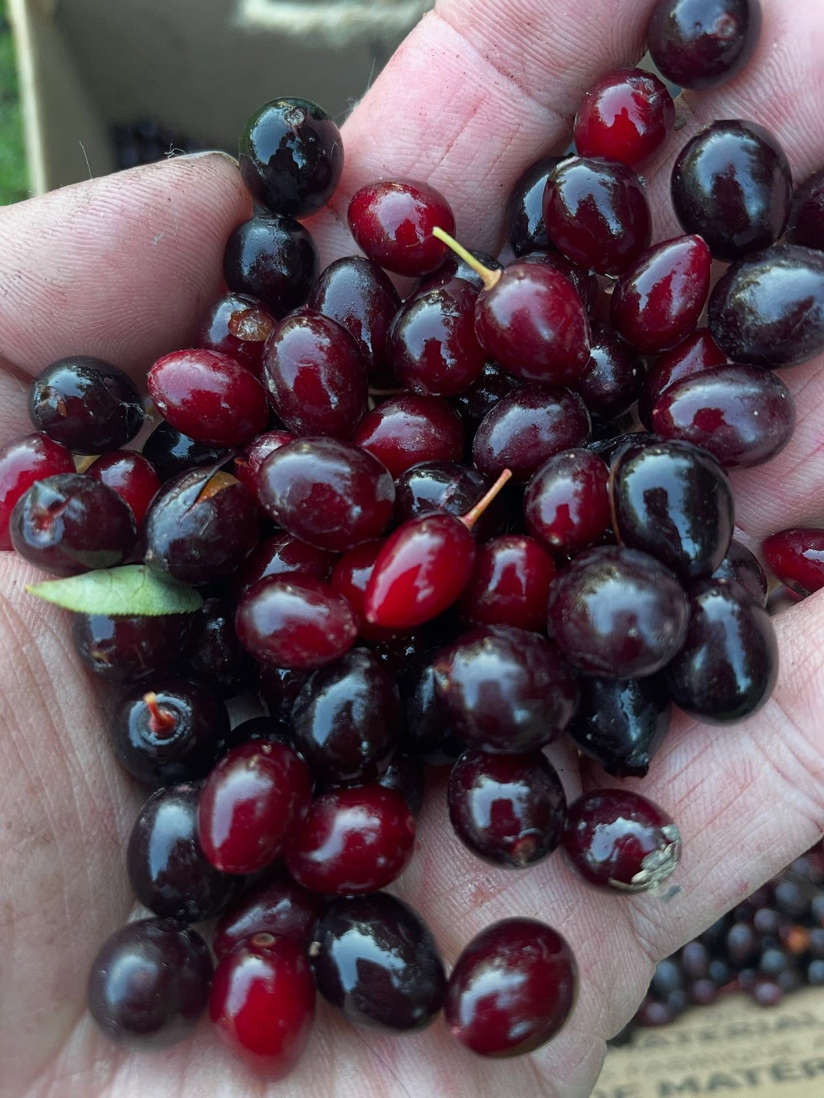 chokecherry selection with oxheart shaped - oval fruit, super long racemes that trail into each other, image 1 of 4
