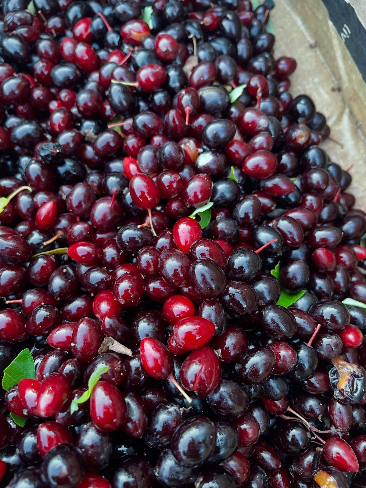 chokecherry selection with oxheart shaped - oval fruit, super long racemes that trail into each other, image 2 of 4