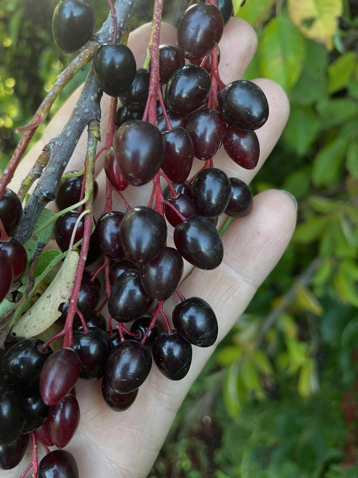 chokecherry selection with oxheart shaped - oval fruit, super long racemes that trail into each other, image 3 of 4