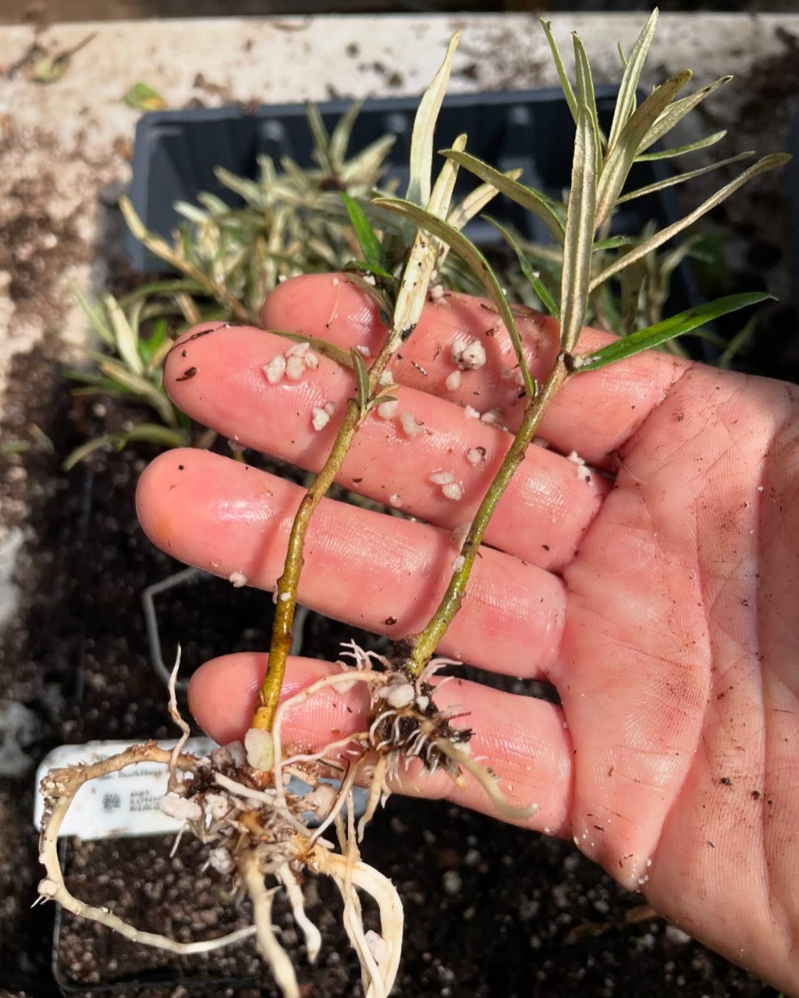 Chuyskaya sea buckthorn, a nearly thornless Russian variety