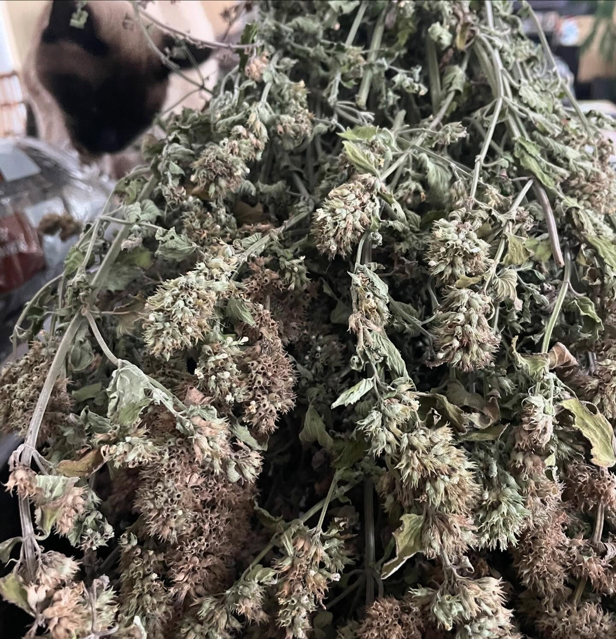 cleaning a brown shopping bag of catnip for seed, image 2 of 8