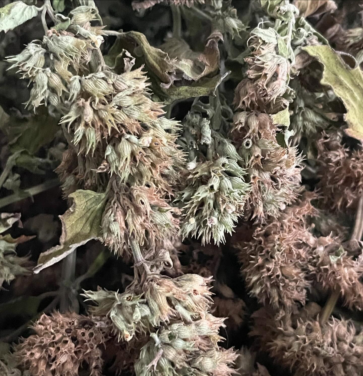 cleaning a brown shopping bag of catnip for seed, image 3 of 8