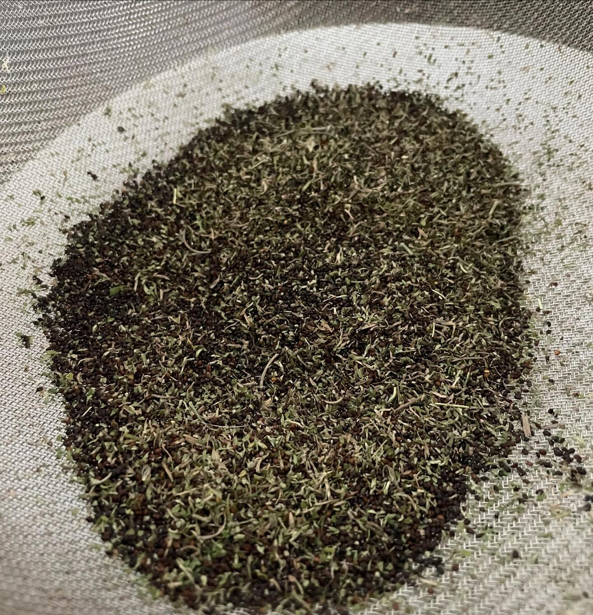 cleaning a brown shopping bag of catnip for seed, image 6 of 8